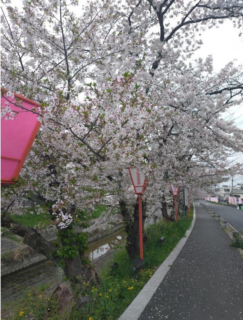 葉が目立ち始めた桜
