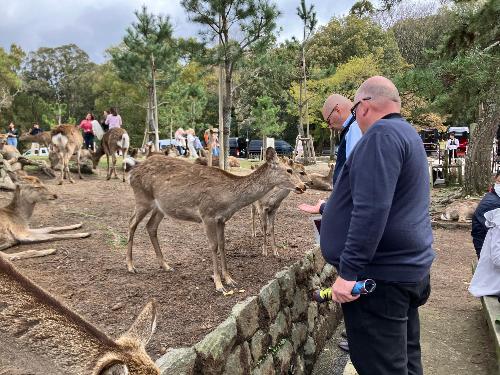 奈良公園周辺で鹿と触れ合う市民訪問団の皆さん