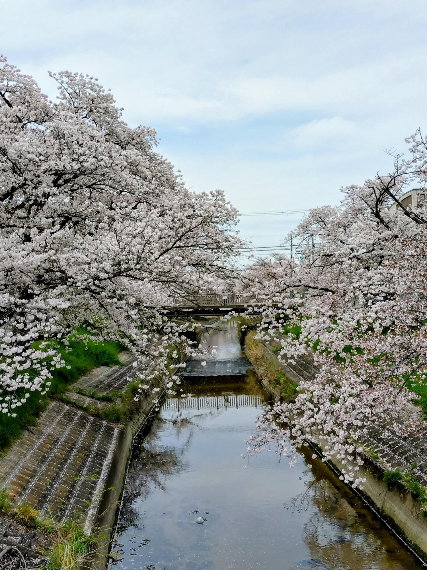 満開の両岸の桜から ひらひらと花びらが舞っています