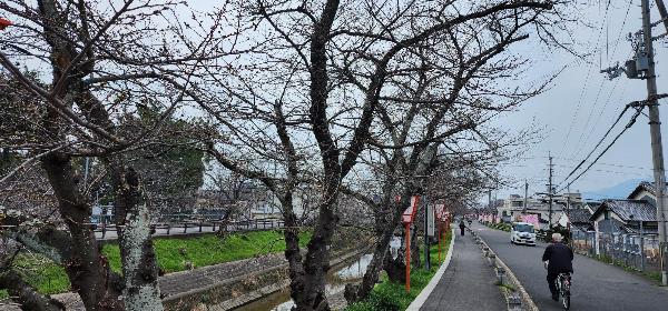 川沿いの桜並木の写真