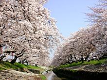 川沿いの両側に咲き誇っているきれいな桜並木を写した写真