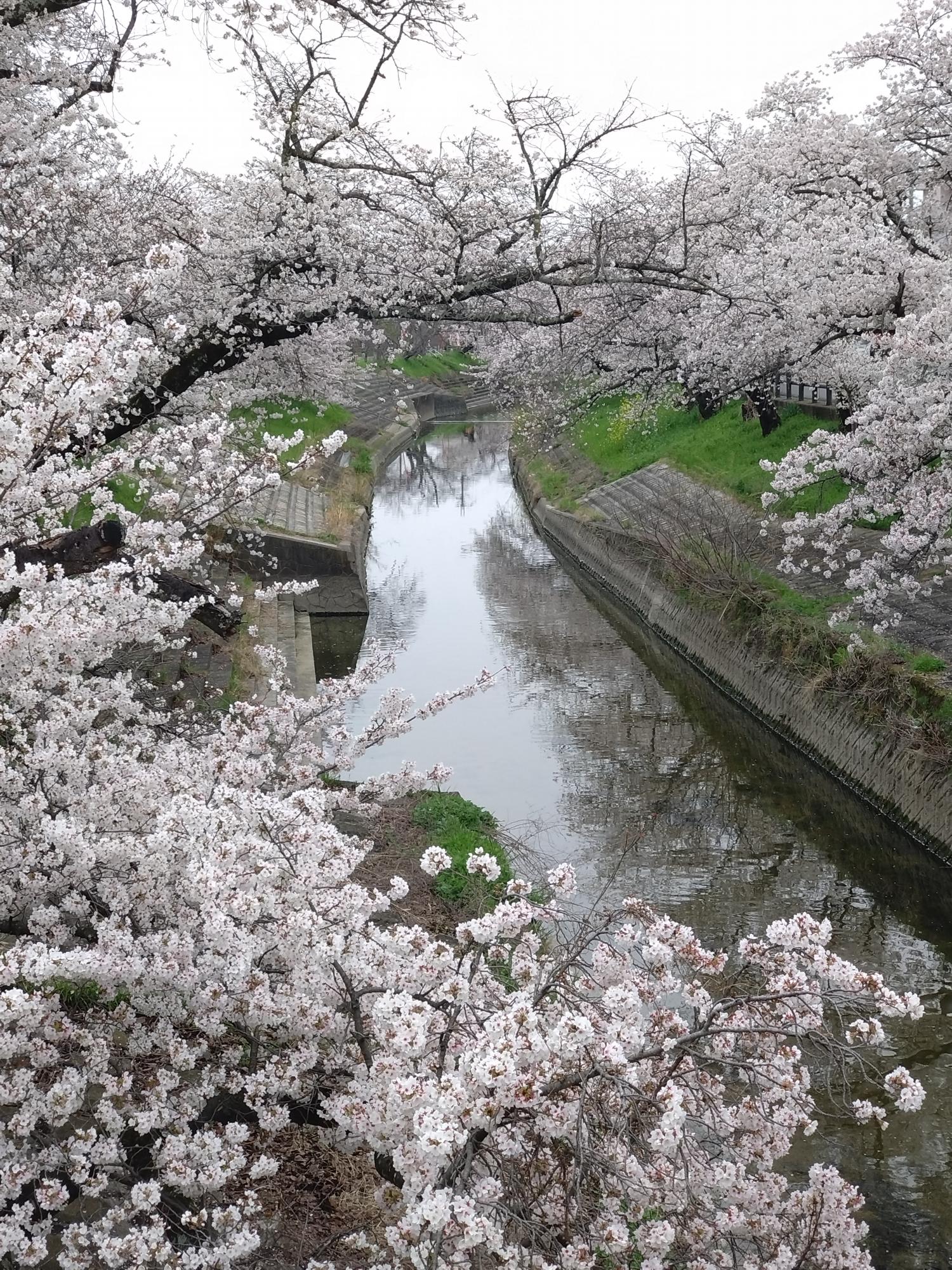 小雨が 満開の桜を潤しています