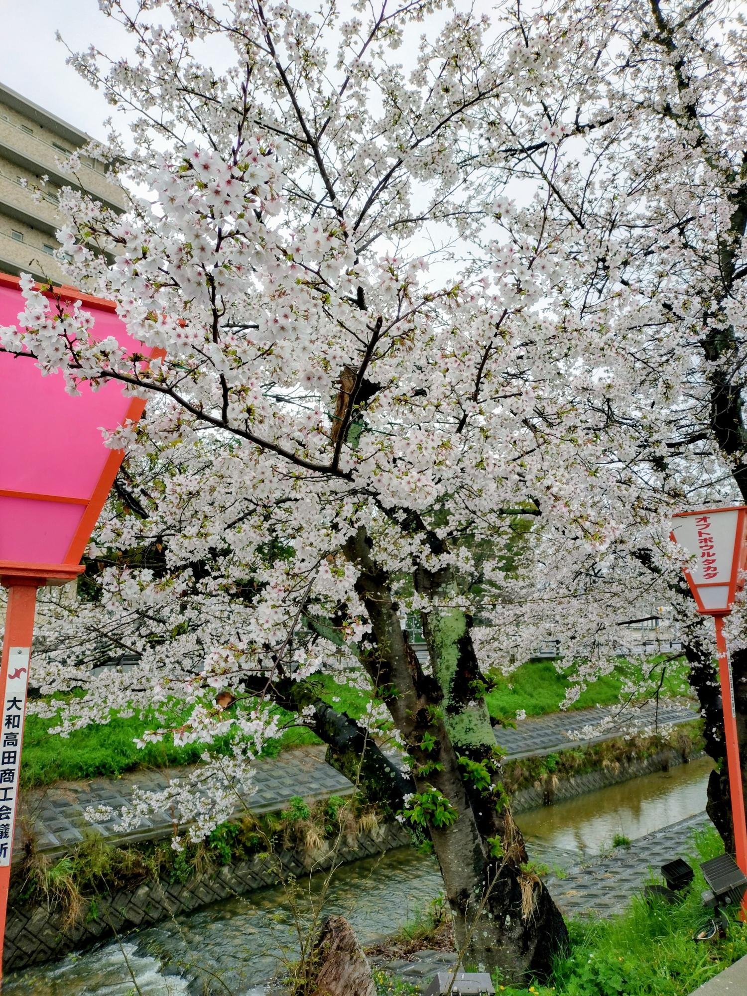 こちらの木は、ほぼ満開となりました