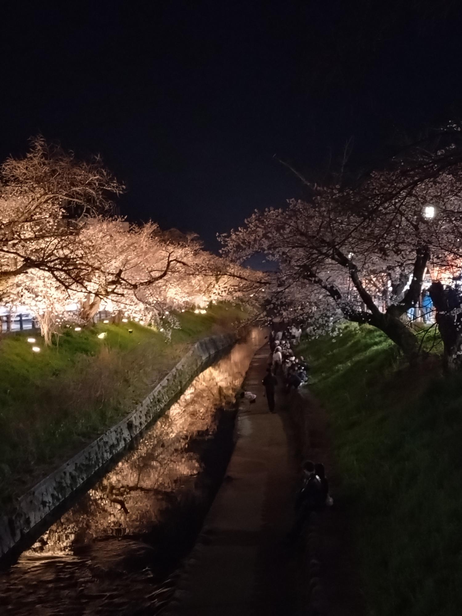 川面にも映る夜桜