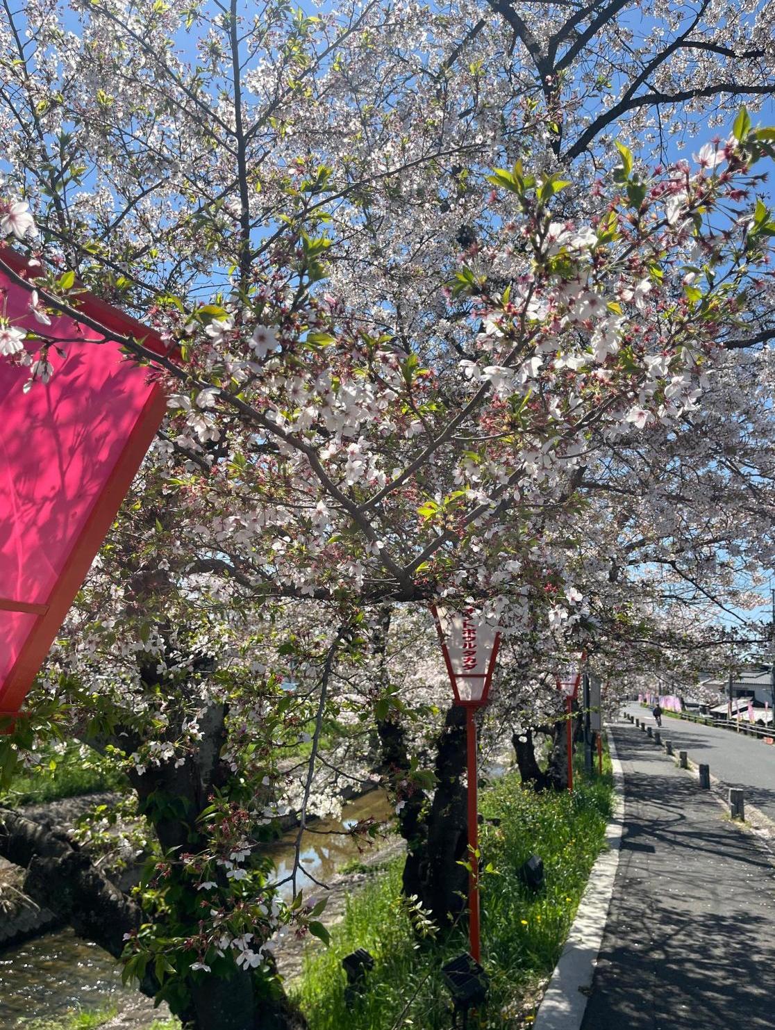 葉桜になりかけている桜
