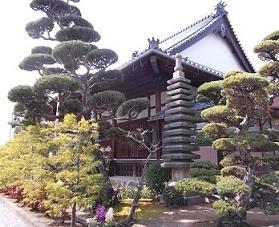 西蓮寺の周りに植えられた松の木が奇麗に手入れされている写真