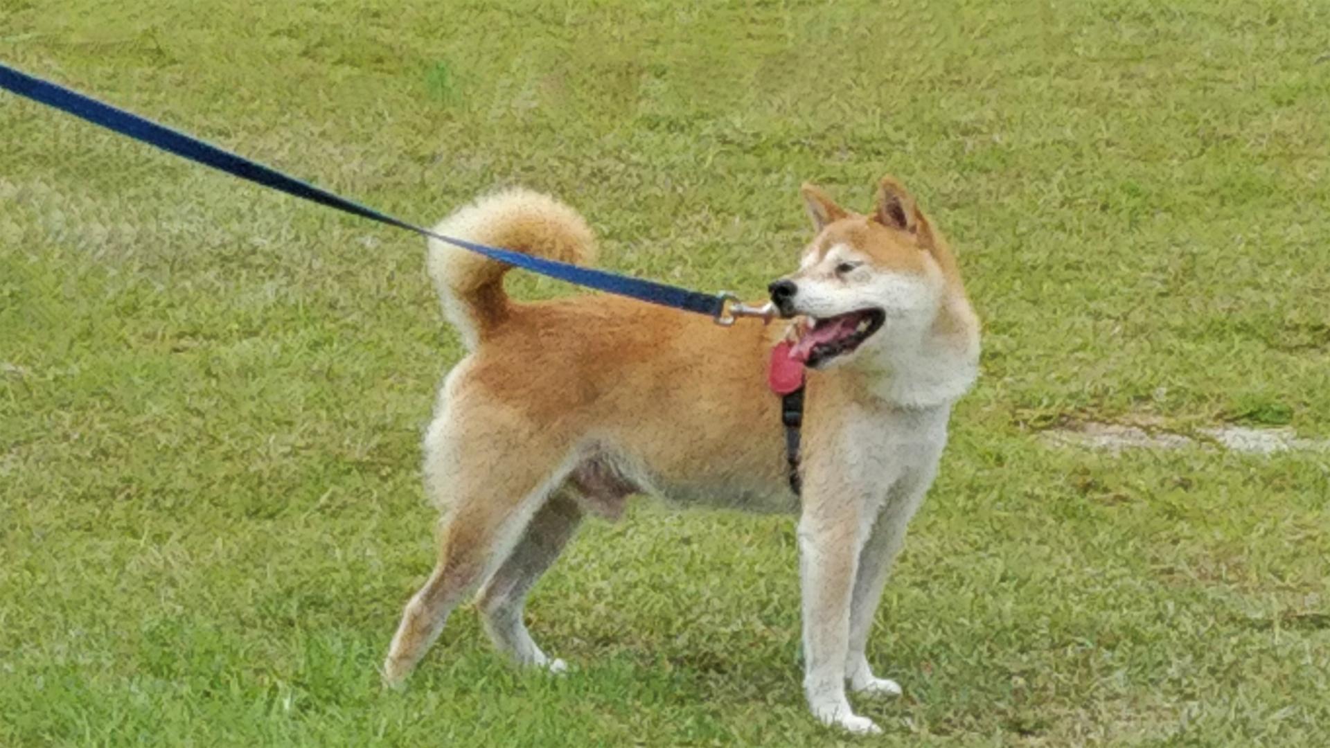 芝生の上でリードにつながれた犬を横から写した写真