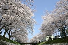 高田川の両側の堤防沿いに、満開の桜の花が咲き誇っている写真