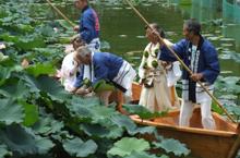 修験者や紺色の法被を着た男性たちが池の中を蓮取り舟に乗って蓮を取っている写真