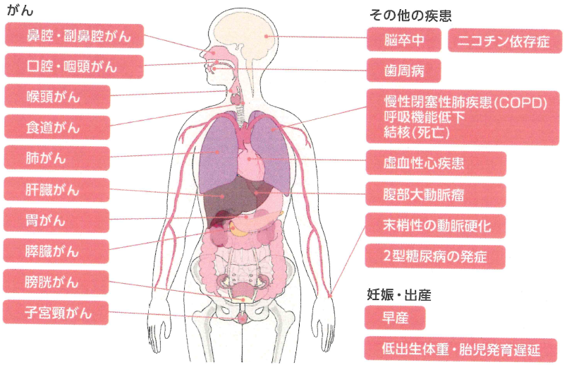 喫煙者本人への影響の図