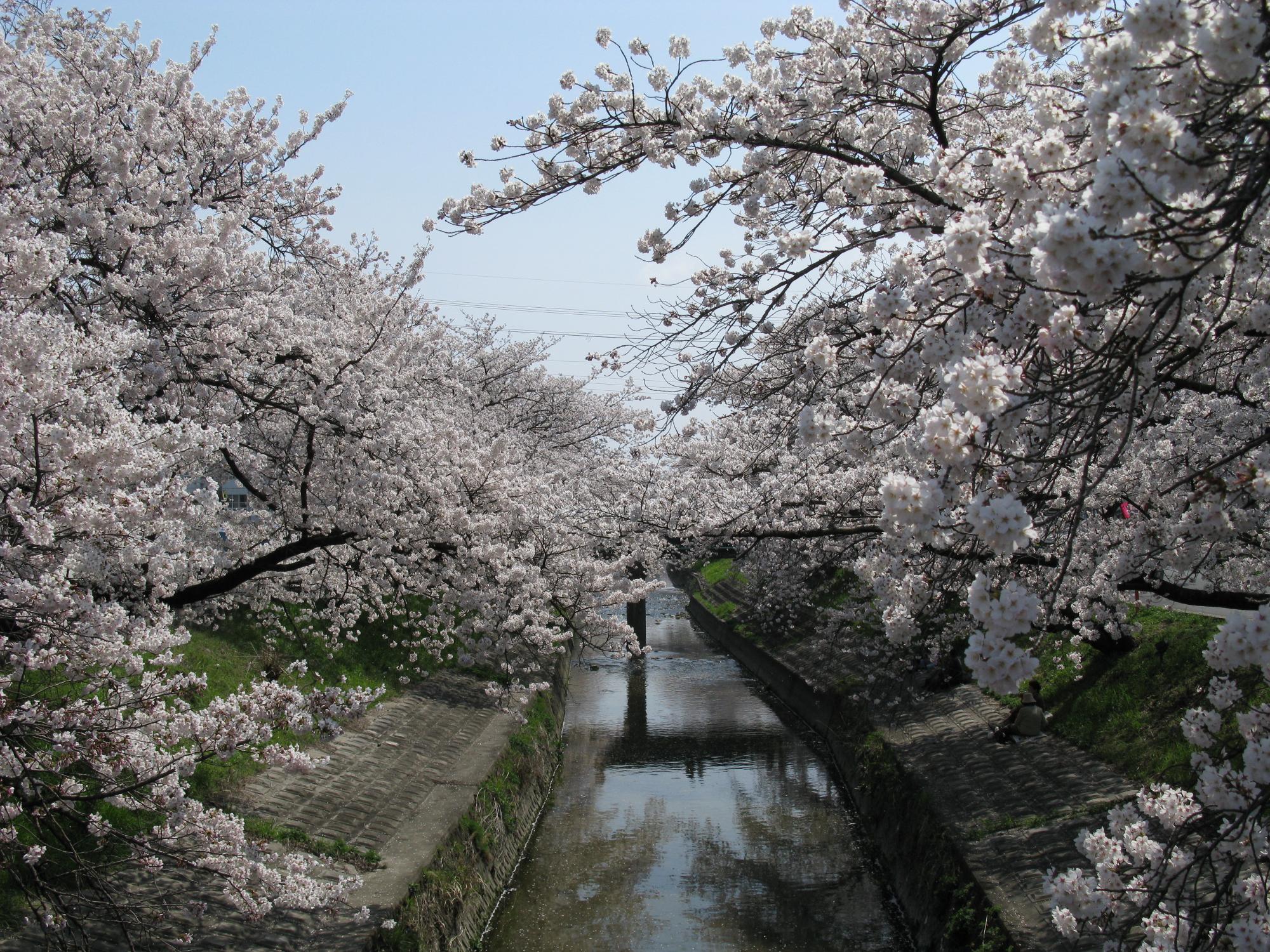 高田千本桜