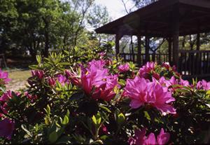 ピンクの花が咲いている大谷山自然公園の写真