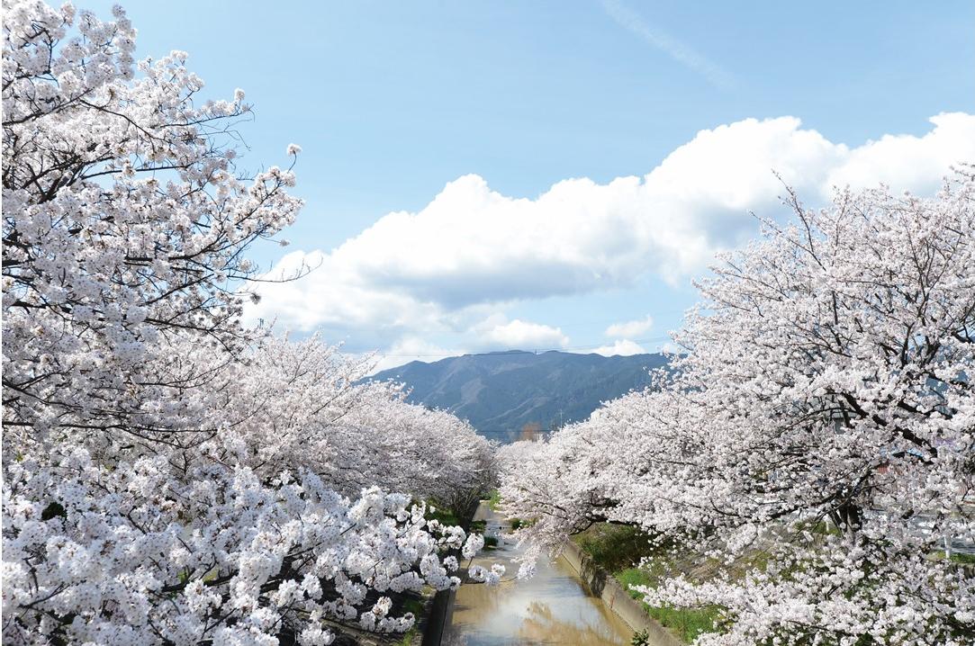 高田川の桜並木