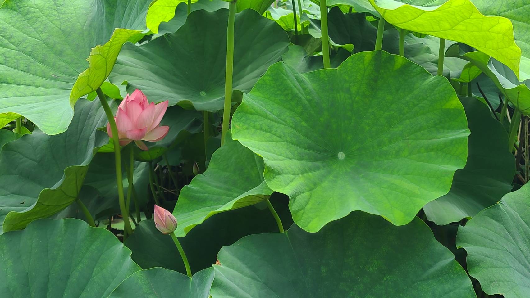 6月30日蓮開花状況福田寺