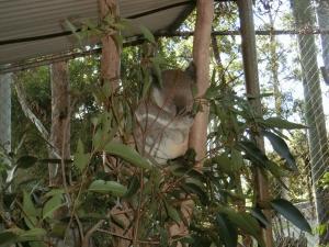 木の上で寝ているコアラをアップで写した写真