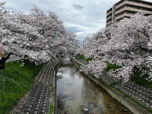 橋から見た桜