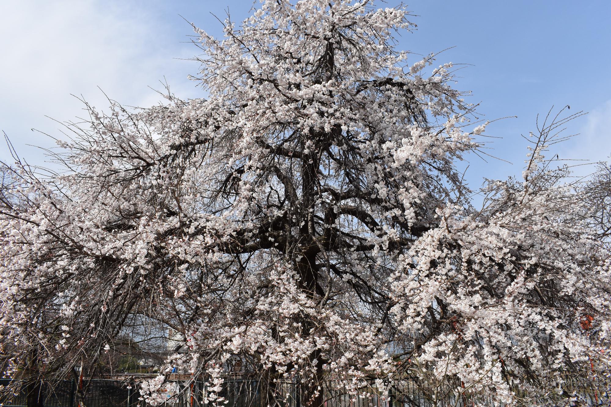 3月25日高田千本桜 しだれ桜