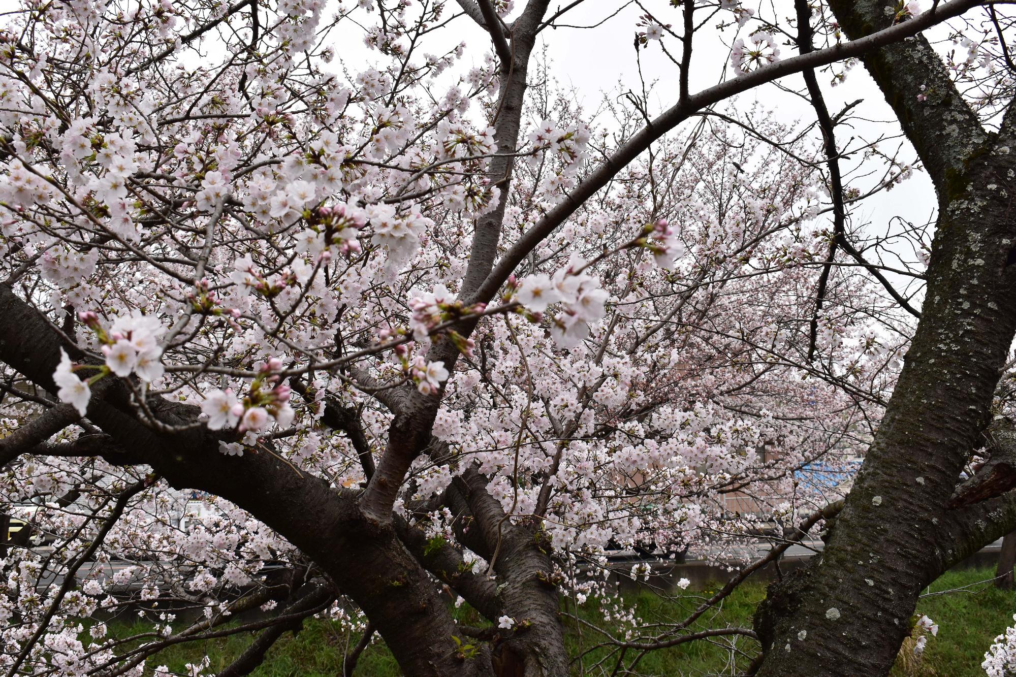 3月28日高田千本桜 8分咲き