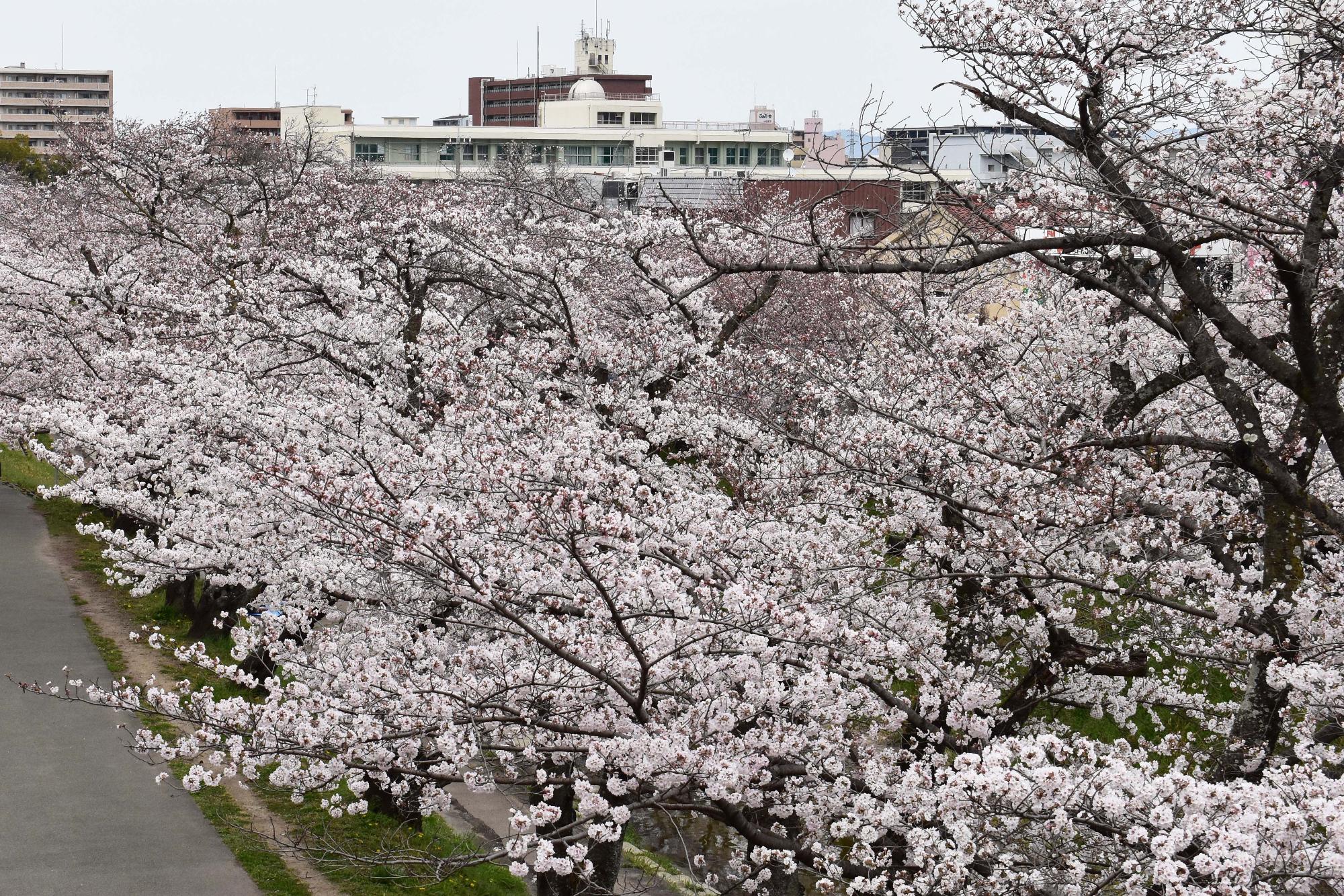 3月28日高田千本桜 8分咲き