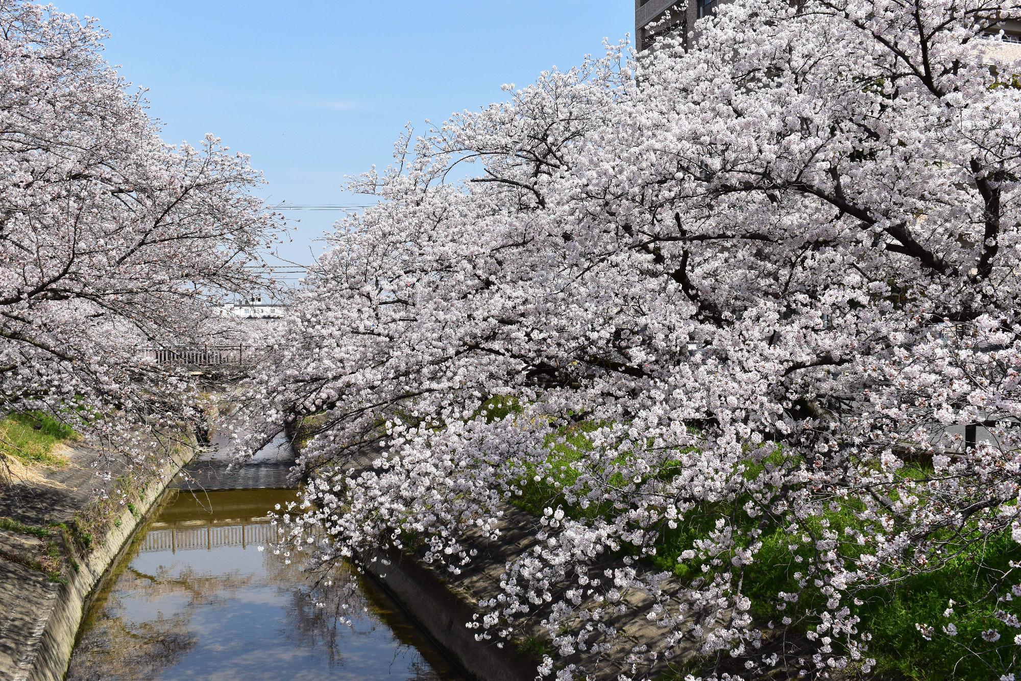 3月30日高田千本桜 満開