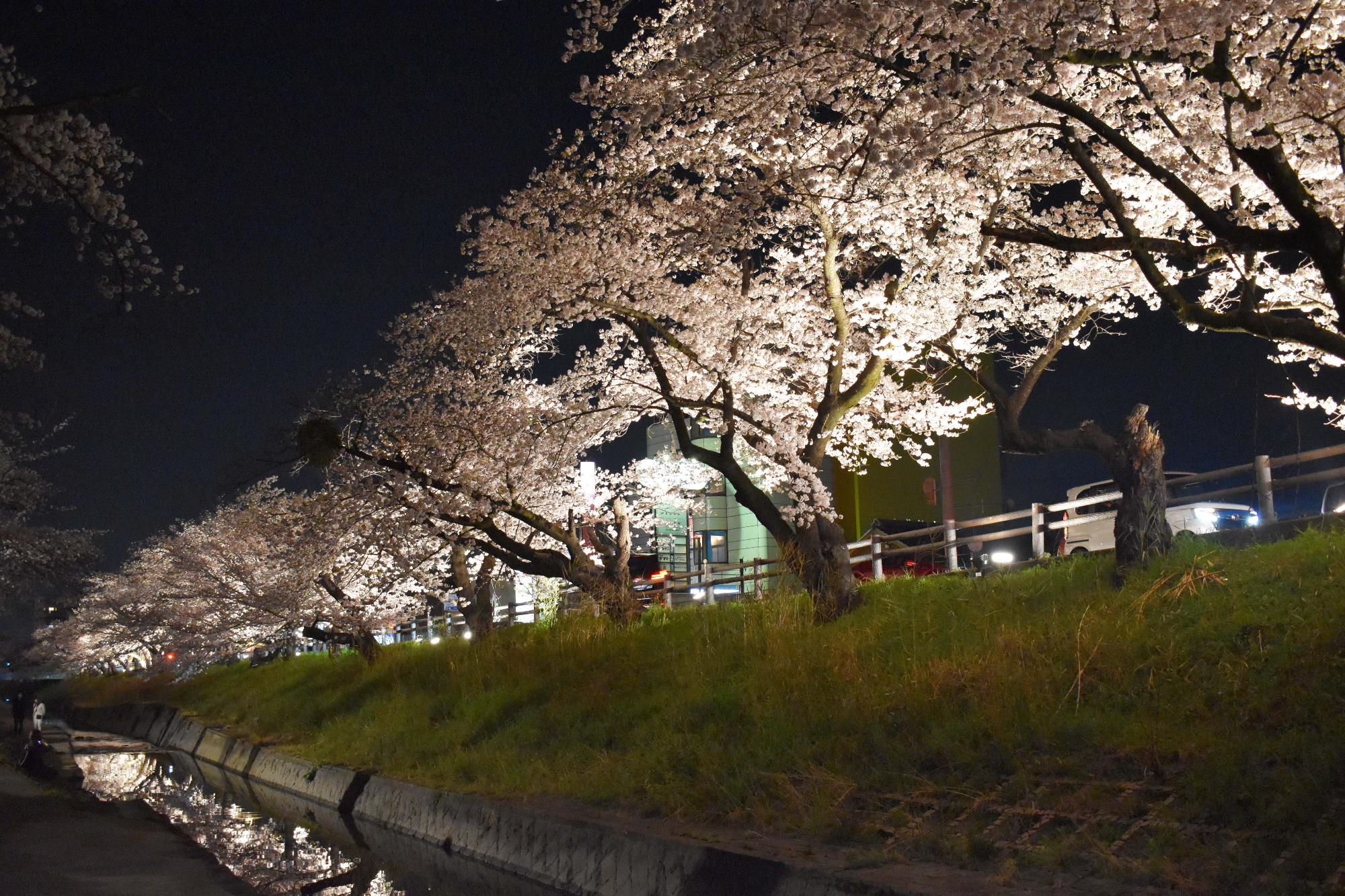 3月29日高田千本桜 ライトアップ