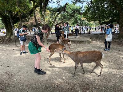 リズモー学生が奈良公園で鹿と触れ合う
