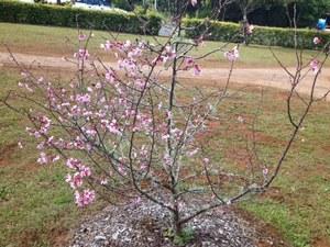 小さな桜の木を写した写真