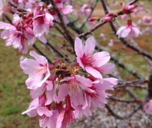 ピンク色の咲き始めの桜の花をアップで写した写真