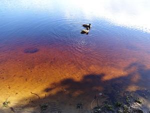 水が透き通り、水底の穴が見える水面で鳥が2羽泳いでいる写真