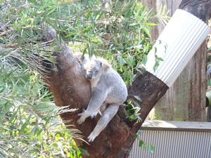 木の枝で寝ているコアラの写真