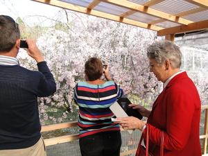 ギャリー・マーフィー氏、ミシェル・マーフィー氏がカメラで満開の桜を撮影している写真