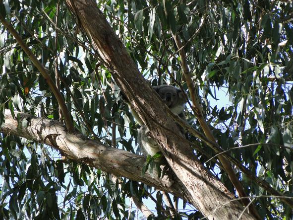 木の上のコアラを下から写した写真