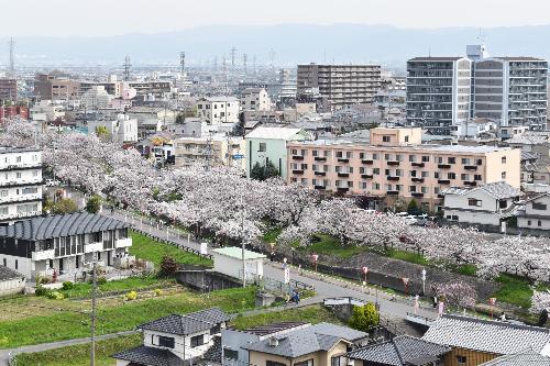 庁舎屋上から見た千本桜