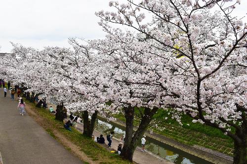 大中公園の桜