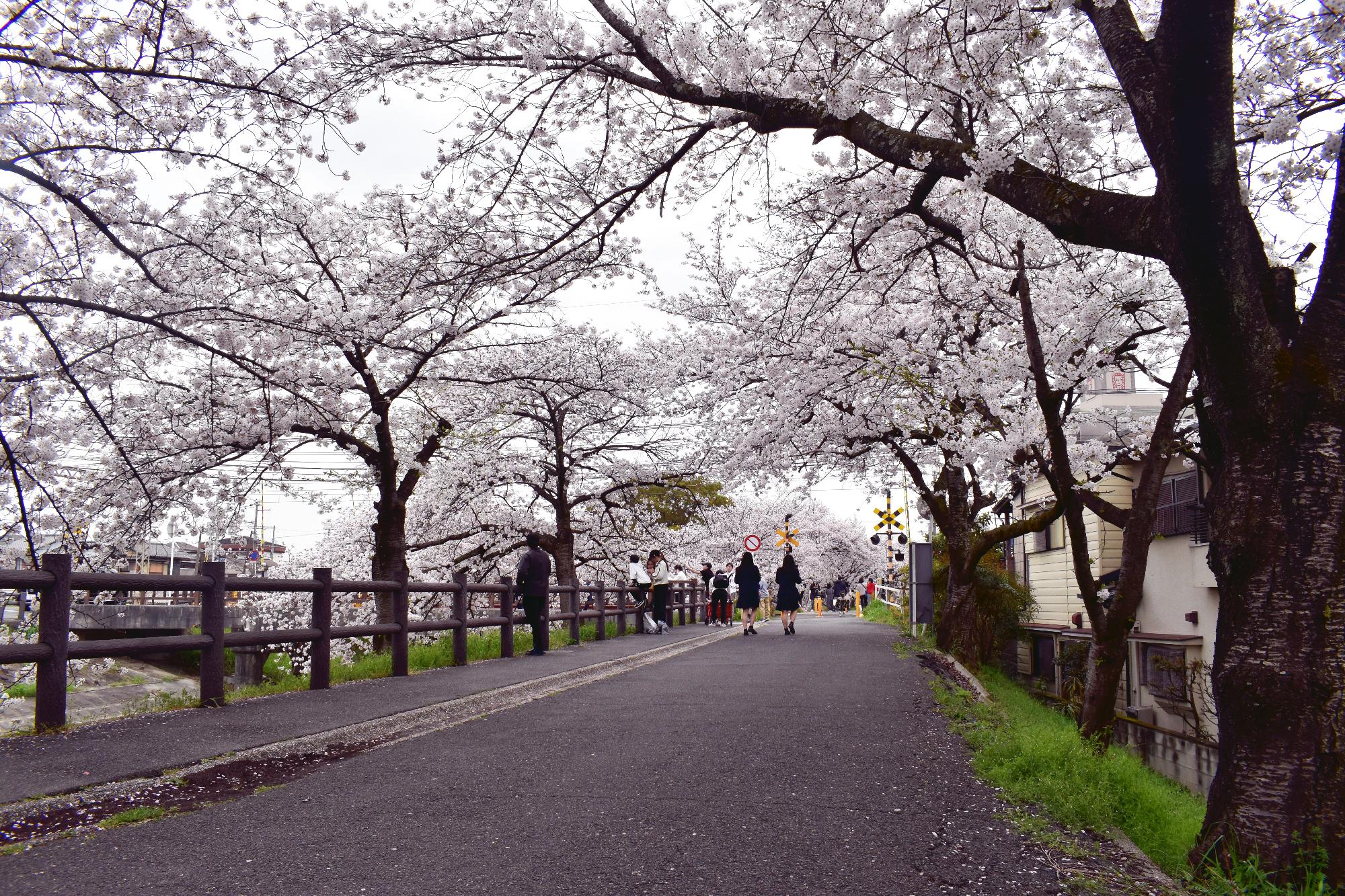 遊歩道の桜