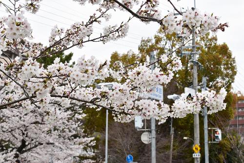 満開の桜の様子