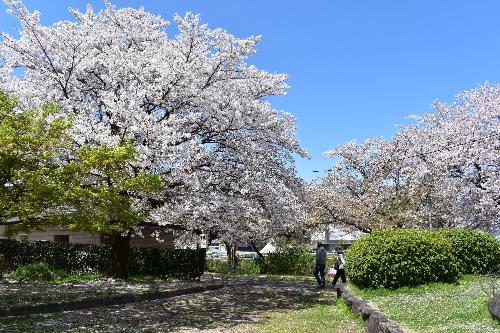 青空の下の桜