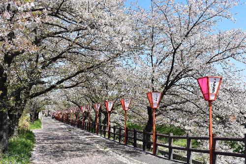 市立病院前の桜