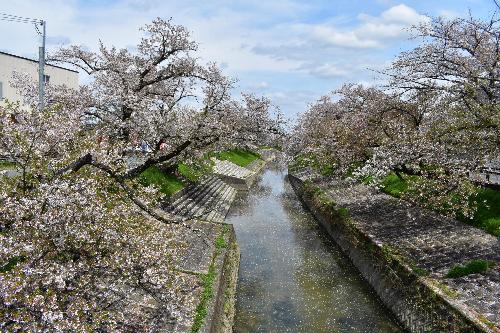 橋から見た桜