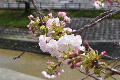川沿いの八重桜