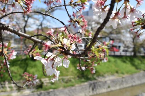 花が少なくなった桜