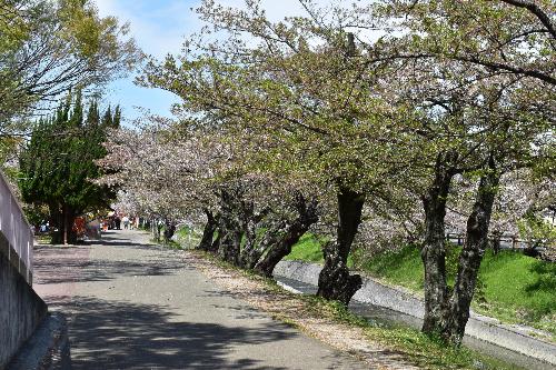 大中公園内の桜の様子