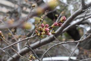 3月17日 高田川沿いの桜のつぼみ