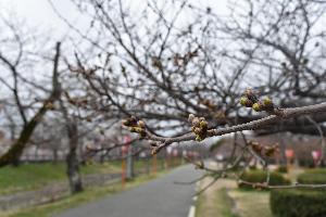 3月17日 大中公園内 桜のつぼみの写真