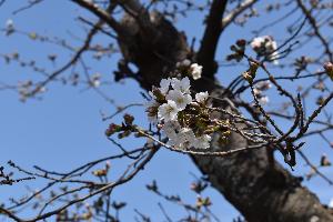 桜が開花した様子