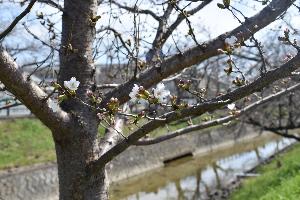 高田川沿いの桜の木