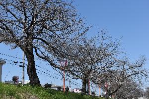 高田川沿いの桜並木の写真