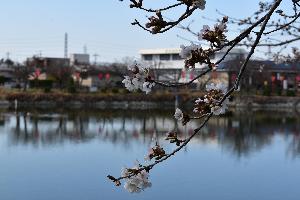 開花し始めた桜の花と大中公園内の池