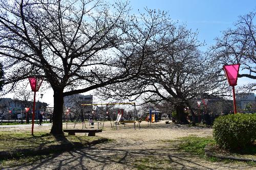 大中公園の開花の様子