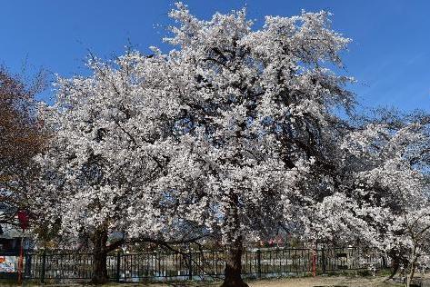 大中公園内のしだれ桜の様子